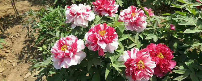 铜陵市花是什么花