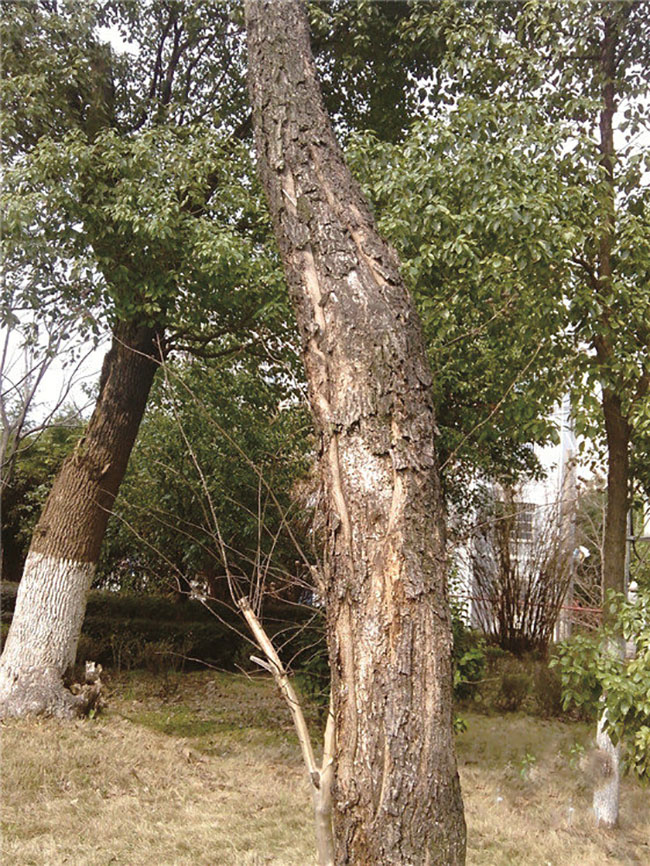 苗木冻害