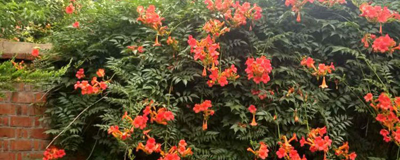 凌霄花种子长什么样子
