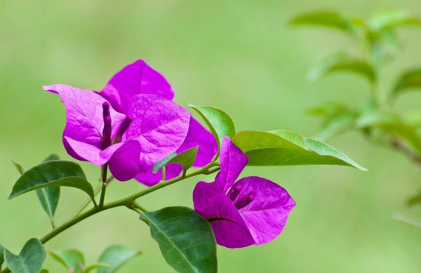 三角梅开花