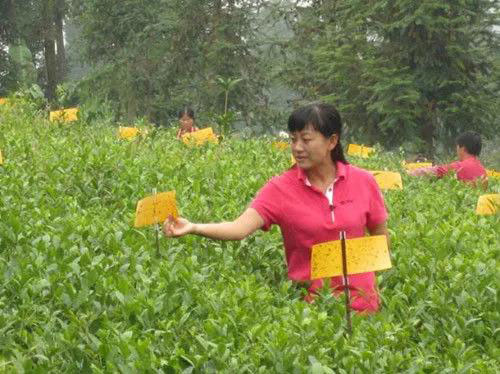 物理防治.jpg