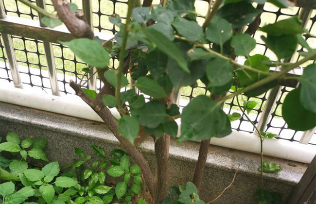 三角梅光杆会发芽吗? 三角梅光杆会发芽吗?