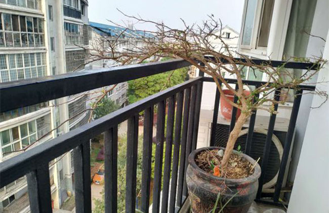 三角梅光杆会发芽吗? 三角梅光杆会发芽吗?