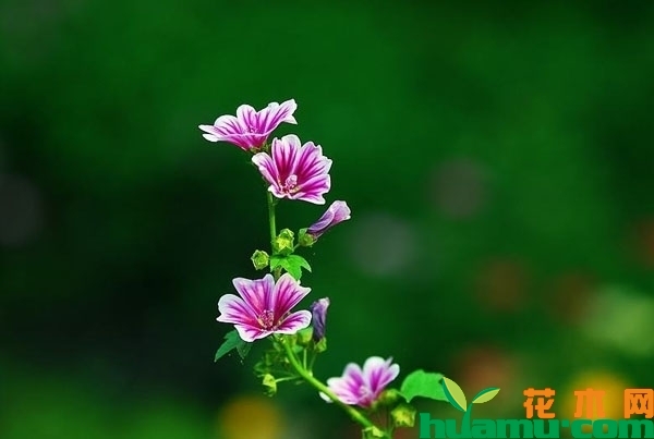 锦葵花的寓意