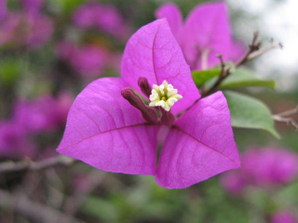 三角梅开花
