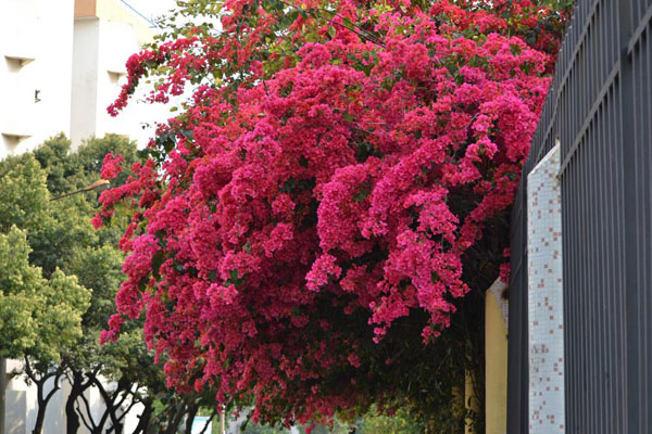 三角梅开花