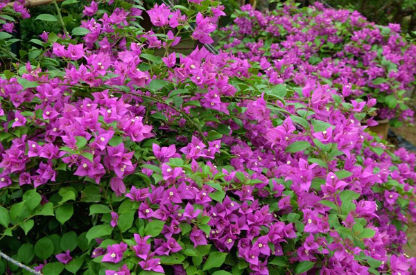 三角梅的花语和传说