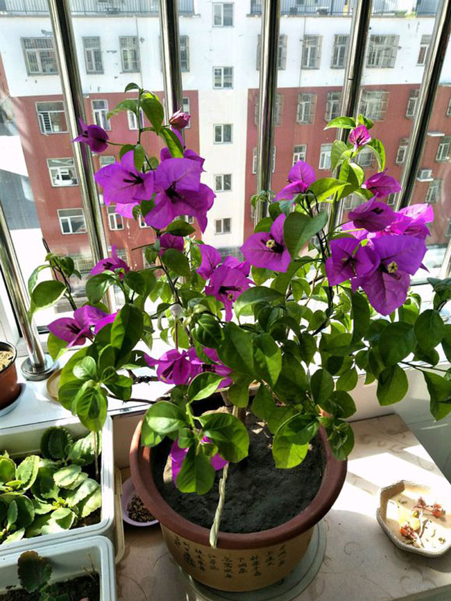 三角梅怎样修剪开花多? 三角梅怎样修剪开花多?