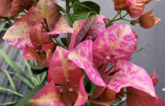 三角梅怎样修剪开花多? 三角梅怎样修剪开花多?