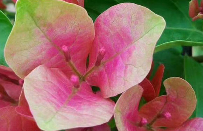 三角梅怎样修剪开花多? 三角梅怎样修剪开花多?