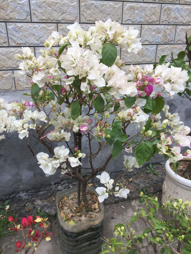 三角梅怎样修剪开花多? 三角梅怎样修剪开花多?
