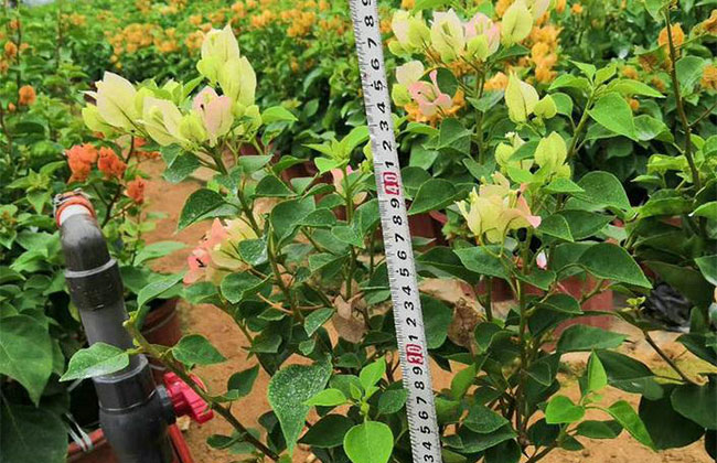 三角梅怎样修剪开花多? 三角梅怎样修剪开花多?