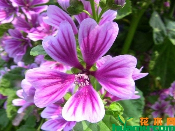 锦葵花