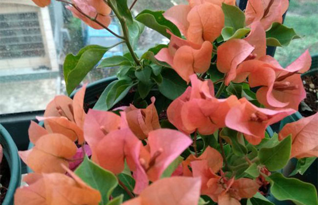 三角梅开花后怎样修剪? 三角梅开花后怎样修剪?