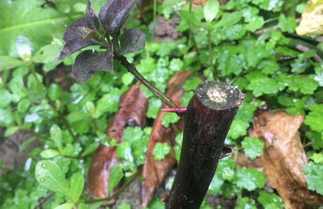 三角梅开花后怎样修剪? 三角梅开花后怎样修剪?