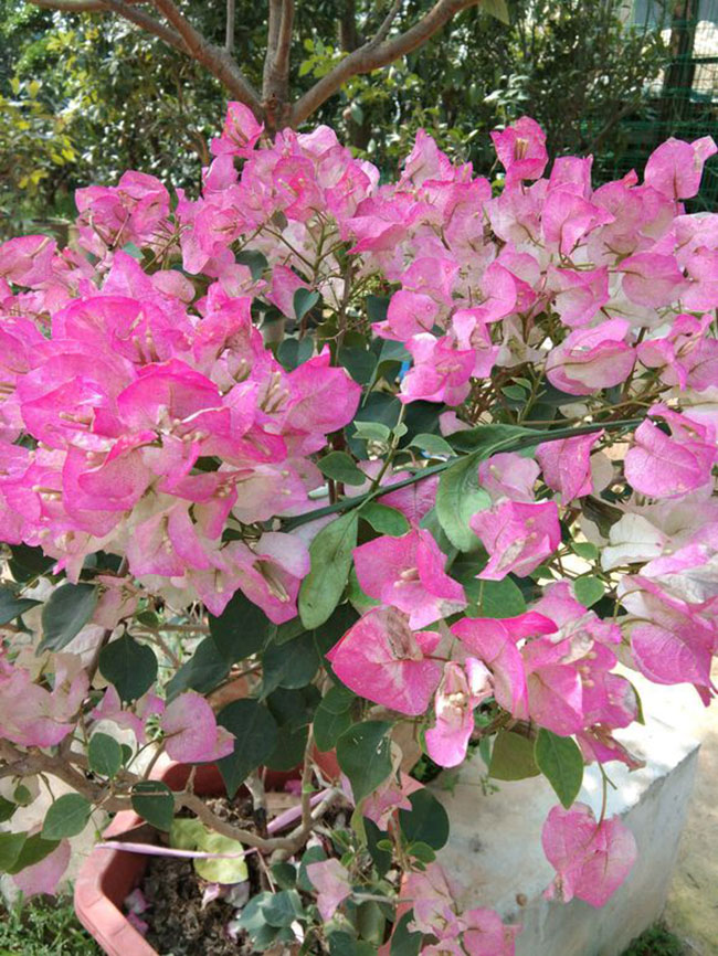 三角梅开花后怎样修剪? 三角梅开花后怎样修剪?