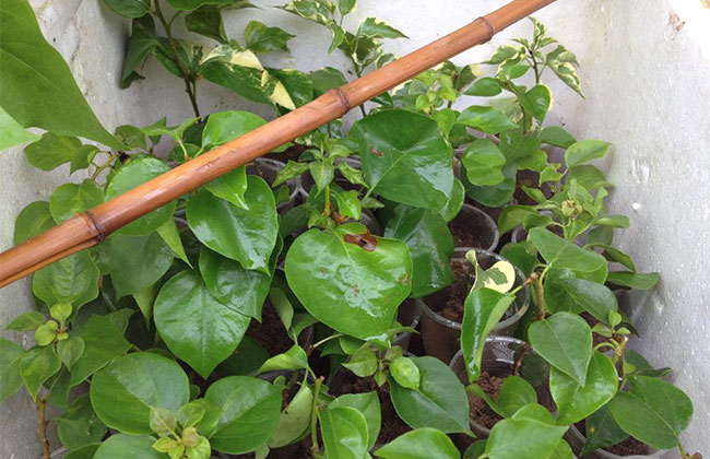 三角梅开花后怎样修剪? 三角梅开花后怎样修剪?