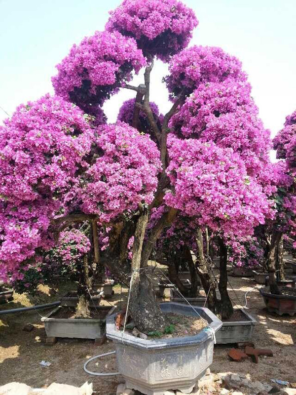 三角梅大桩景