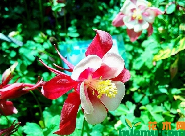 耧斗菜
