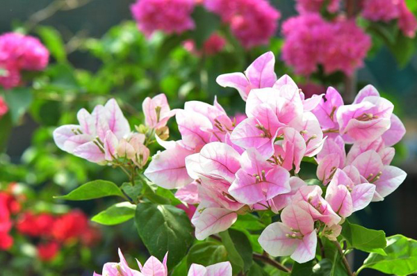 三角梅红心樱花