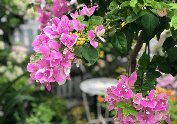 三角梅