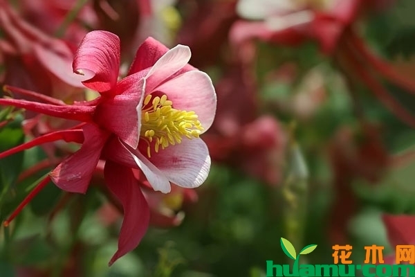 大花耧斗菜