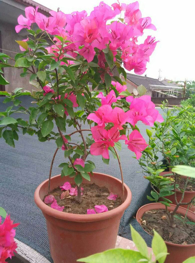 三角梅不开花光长叶子是什么原因?