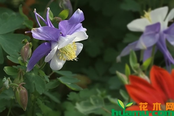 大花耧斗菜
