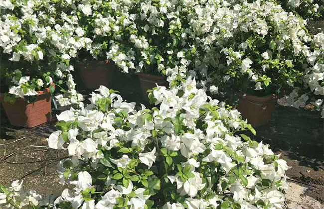 三角梅为什么不开花?