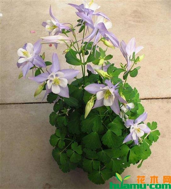 盆栽耧斗菜