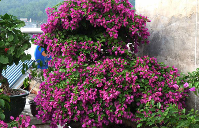 三角梅的花期有多长? 三角梅的花期有多长?