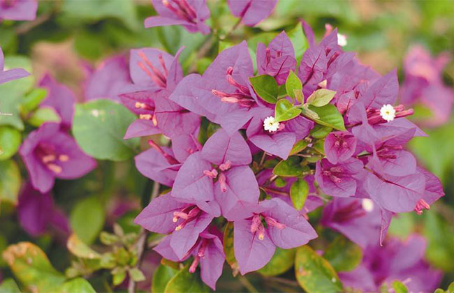 三角梅一年开几次花? 三角梅一年开几次花?