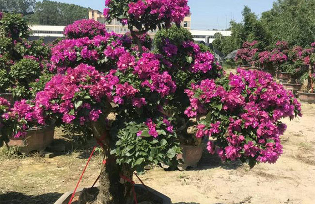 三角梅一年开几次花? 三角梅一年开几次花?
