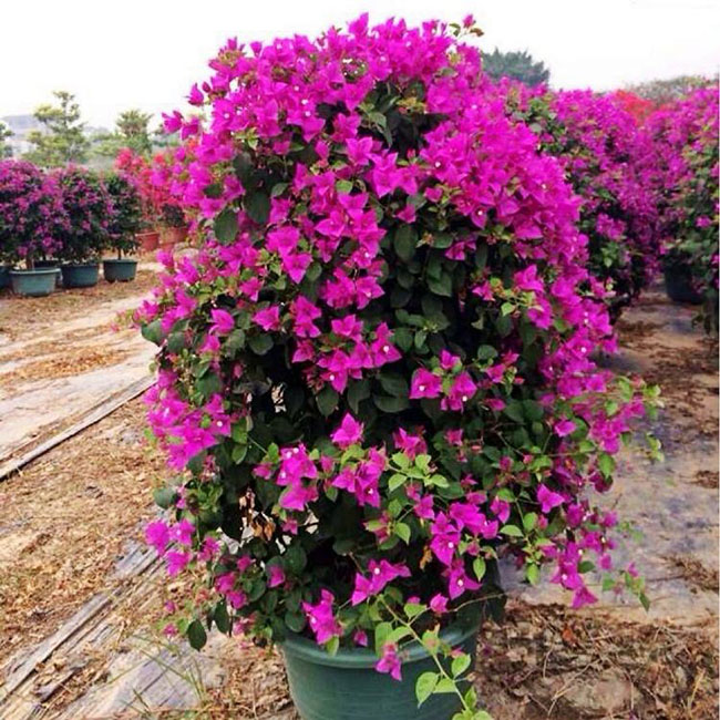 三角梅的花期有多长? 三角梅的花期有多长?