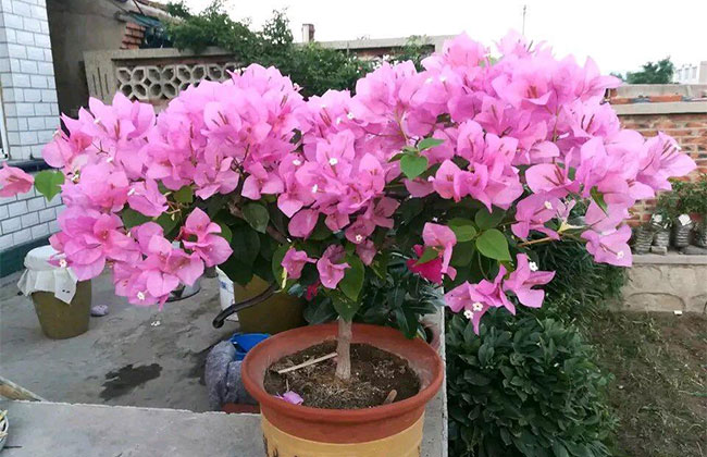 三角梅一年开几次花? 三角梅一年开几次花?