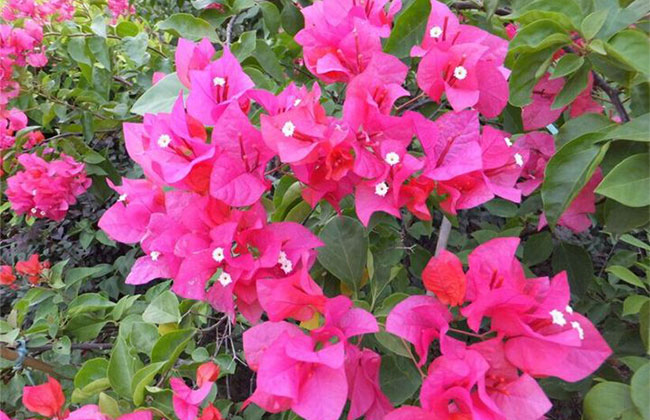 三角梅的花期有多长? 三角梅的花期有多长?