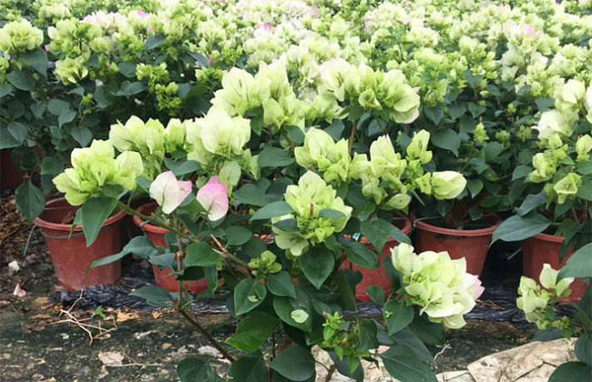 三角梅一年开几次花? 三角梅一年开几次花?