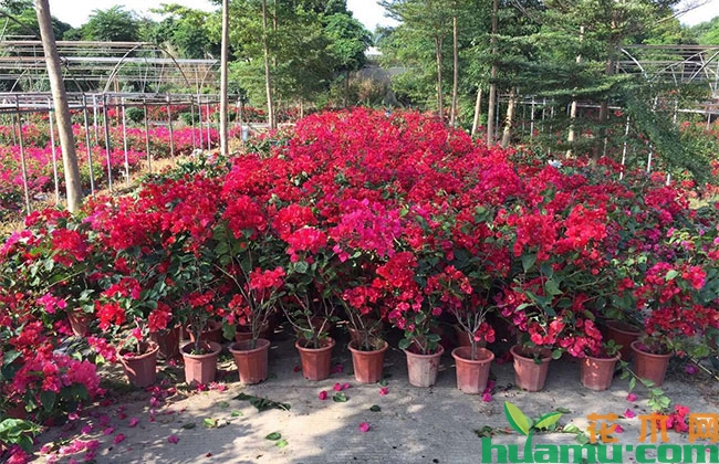 三角梅什么时候开花？三角梅开花时间怎么延长？