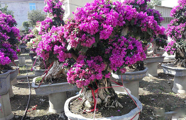 三角梅一年开几次花? 三角梅一年开几次花?