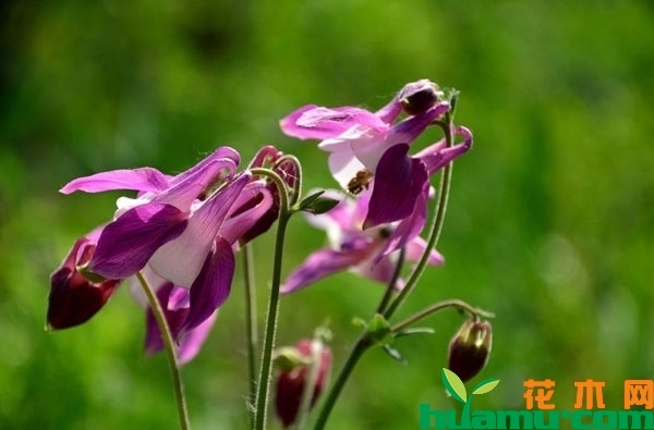 大花耧斗菜