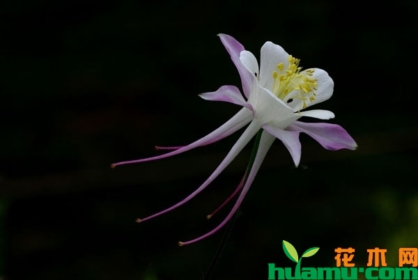 耧斗菜的花期