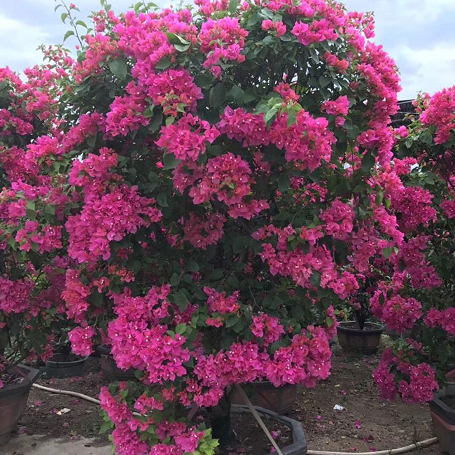 三角梅几月开花? 三角梅几月开花?