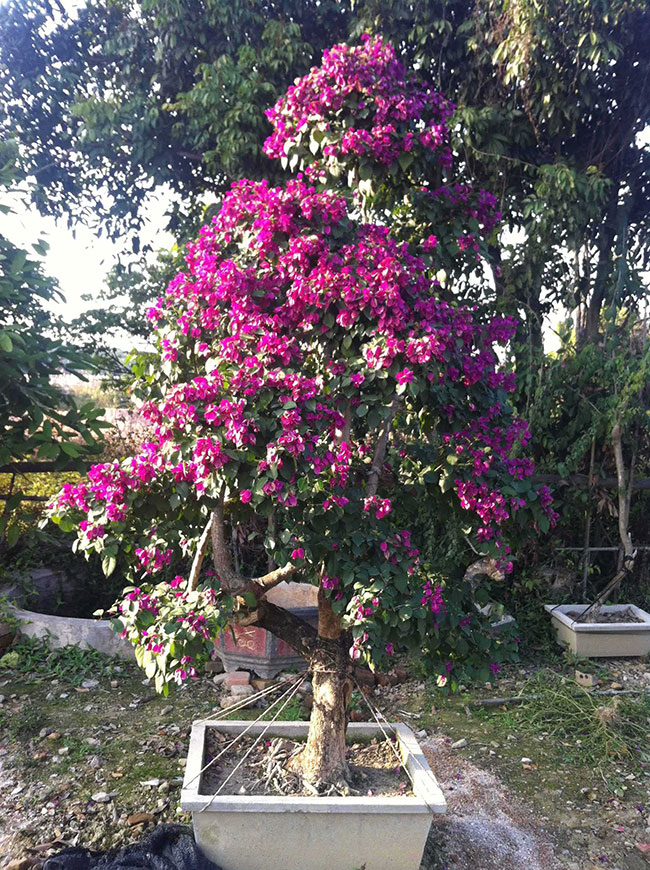 三角梅几月开花? 三角梅几月开花?
