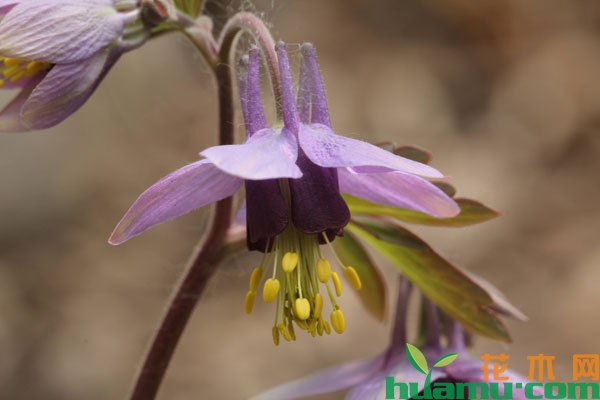 紫花耧斗菜
