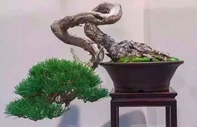 常用的苗木造型技术 常用的苗木造型技术