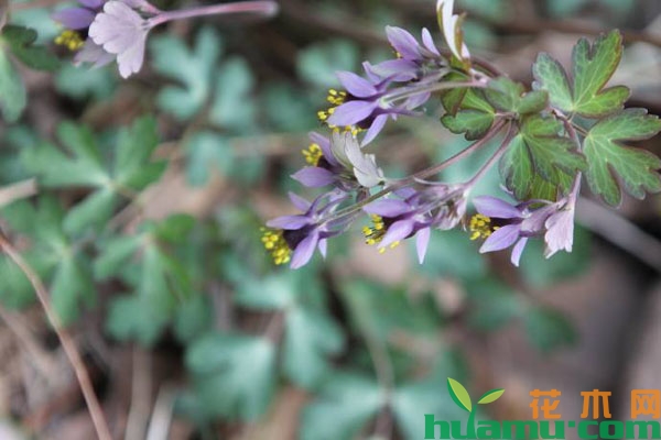 紫花耧斗菜