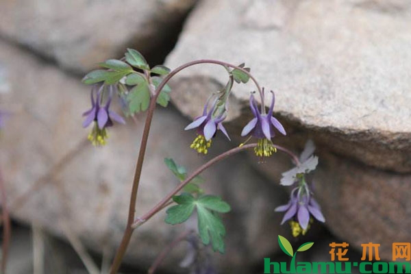 紫花耧斗菜