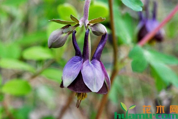 紫花耧斗菜