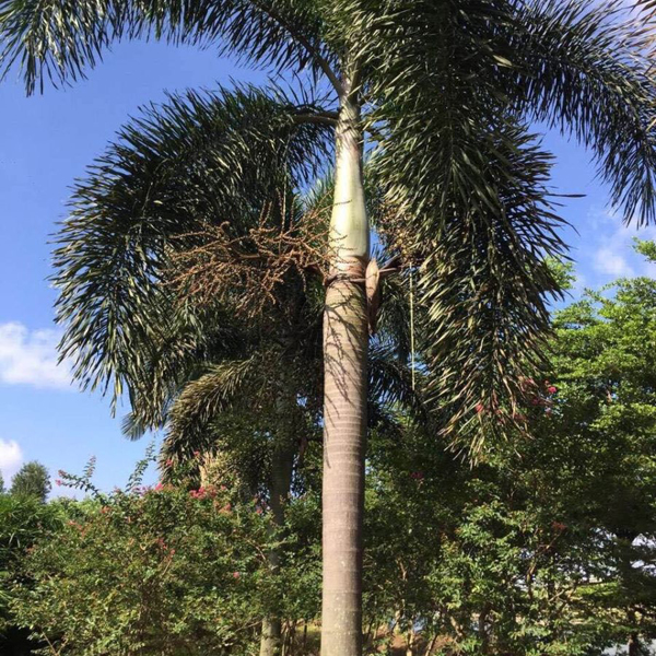 狐尾椰子树