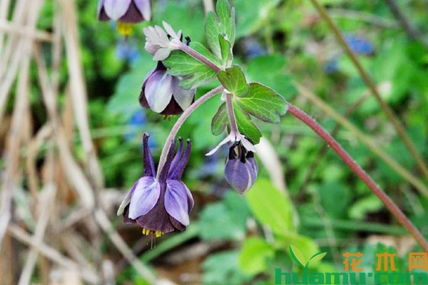 紫花耧斗菜
